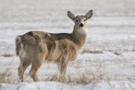 com.newscom.model.mediaobject.impl.MSMediaObject@175278d5[tagId=depphotos265592,docId=34556466HighRes,ftSubject=Portrait of a Mule deer on a snowy field,rfrm=<null>]