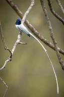 com.newscom.model.mediaobject.impl.MSMediaObject@e6b7fa[tagId=depphotos265923,docId=34558653HighRes,ftSubject=Blyth's paradise flycatcher (Terpsiphone affinis) watches camera from branch, Madhya Pradesh, India,rfrm=<null>]