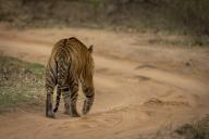 com.newscom.model.mediaobject.impl.MSMediaObject@149f52cd[tagId=depphotos265925,docId=34558650HighRes,ftSubject=Bengal tiger walks away down a sandy track, Madhya Pradesh, India,rfrm=<null>]