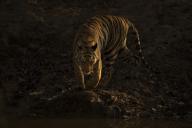 com.newscom.model.mediaobject.impl.MSMediaObject@1f78b090[tagId=depphotos265927,docId=34558651HighRes,ftSubject=Portrait of Bengal tiger walking down to a rocky waterhole, Madhya Pradesh, India,rfrm=<null>]