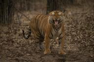 com.newscom.model.mediaobject.impl.MSMediaObject@45549666[tagId=depphotos265931,docId=34558647HighRes,ftSubject=Close-up of a Bengal tiger standing in forest displaying the Flehmen Response, Madhya Pradesh, India,rfrm=<null>]