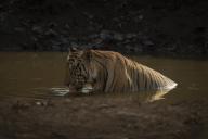 com.newscom.model.mediaobject.impl.MSMediaObject@2a016ad2[tagId=depphotos265933,docId=34558643HighRes,ftSubject=Bengal tiger sits in the water drinking from a muddy waterhole, Madhya Pradesh, India,rfrm=<null>]