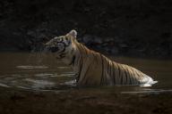 com.newscom.model.mediaobject.impl.MSMediaObject@3efce410[tagId=depphotos265934,docId=34558644HighRes,ftSubject=Bengal tiger sits in a muddy waterhole, shaking drops of water from his head, Madhya Pradesh, India,rfrm=<null>]