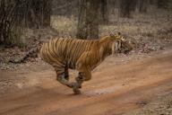 com.newscom.model.mediaobject.impl.MSMediaObject@5f7ab20f[tagId=depphotos265935,docId=34558642HighRes,ftSubject=Bengal tiger races across dirt track in the woods, Madhya Pradesh, India,rfrm=<null>]