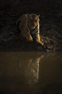com.newscom.model.mediaobject.impl.MSMediaObject@7275971d[tagId=depphotos265936,docId=34558639HighRes,ftSubject=Portrait of Bengal tiger lying beside waterhole, watching camera, Madhya Pradesh, India,rfrm=<null>]