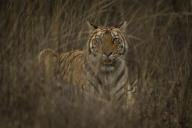 com.newscom.model.mediaobject.impl.MSMediaObject@5383247b[tagId=depphotos265937,docId=34558641HighRes,ftSubject=Portrait of Bengal tiger lying down in the grass, watching the camera, Madhya Pradesh, India,rfrm=<null>]
