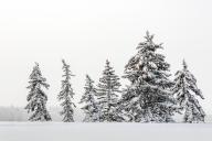 com.newscom.model.mediaobject.impl.MSMediaObject@8609e17[tagId=depphotos265952,docId=34561163HighRes,ftSubject=Row of snow covered evergreen trees in a snowy field with a grey sky, Calgary, Alberta, Canada,rfrm=<null>]