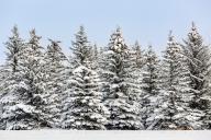 com.newscom.model.mediaobject.impl.MSMediaObject@719c88e1[tagId=depphotos265953,docId=34561162HighRes,ftSubject=A group of snow covered evergreen trees against a clear, blue sky, Calgary, Alberta, Canada,rfrm=<null>]