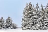 com.newscom.model.mediaobject.impl.MSMediaObject@eb83770[tagId=depphotos265954,docId=34561161HighRes,ftSubject=Groups of snow covered evergreen trees in a snowy field against a blue sky, Calgary, Alberta, Canada,rfrm=<null>]