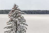 com.newscom.model.mediaobject.impl.MSMediaObject@4281e12e[tagId=depphotos265955,docId=34561160HighRes,ftSubject=Close-up of a snow covered evergreen tree overlooks snowy lake and forest, Calgary, Alberta, Canada,rfrm=<null>]