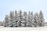 com.newscom.model.mediaobject.impl.MSMediaObject@301dab71[tagId=depphotos265956,docId=34561159HighRes,ftSubject=Group of snow covered evergreen trees in a snowy field against a blue sky, Calgary, Alberta, Canada,rfrm=<null>]