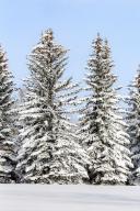com.newscom.model.mediaobject.impl.MSMediaObject@75c102a0[tagId=depphotos265957,docId=34561158HighRes,ftSubject=A couple of snow covered evergreen trees against a clear, blue sky, Calgary, Alberta, Canada,rfrm=<null>]