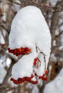 com.newscom.model.mediaobject.impl.MSMediaObject@5052eaa2[tagId=depphotos265958,docId=34561157HighRes,ftSubject=Close-up of heavily snow covered mountain ash berries (Sorbus), Calgary, Alberta, Canada,rfrm=<null>]