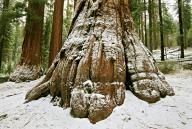 com.newscom.model.mediaobject.impl.MSMediaObject@4f207aab[tagId=depphotos265961,docId=34559970HighRes,ftSubject=Snow-dusted trunk of a giant sequoia tree in Marisposa Grove, Yosemite National Park,rfrm=<null>]