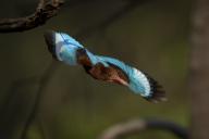 com.newscom.model.mediaobject.impl.MSMediaObject@293190fa[tagId=depphotos265966,docId=34558695HighRes,ftSubject=White-throated kingfisher dives from tree with spread wings,rfrm=<null>]