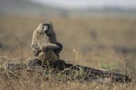 com.newscom.model.mediaobject.impl.MSMediaObject@6e2bd4ff[tagId=depphotos268388,docId=34811210HighRes,ftSubject=Olive baboon sits on log watching camera,rfrm=<null>]