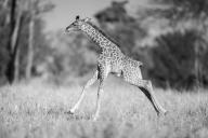 com.newscom.model.mediaobject.impl.MSMediaObject@5c3bbdbc[tagId=depphotos268395,docId=34811203HighRes,ftSubject=Juvenile Masai giraffe gallops across clearing, monochromatic,rfrm=<null>]