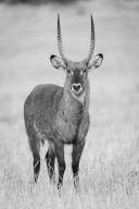 com.newscom.model.mediaobject.impl.MSMediaObject@2dc140df[tagId=depphotos268396,docId=34811202HighRes,ftSubject=Defassa waterbuck stands looking to camera, monochromatic,rfrm=<null>]