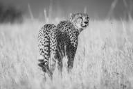 com.newscom.model.mediaobject.impl.MSMediaObject@179627e0[tagId=depphotos268397,docId=34811201HighRes,ftSubject=Cheetah stands in grass looking around, monochromatic,rfrm=<null>]
