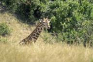 com.newscom.model.mediaobject.impl.MSMediaObject@494bb2b1[tagId=depphotos268399,docId=34811199HighRes,ftSubject=Masai giraffe stares at camera over bank,rfrm=<null>]