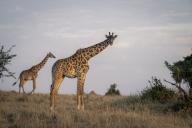 com.newscom.model.mediaobject.impl.MSMediaObject@6ba6f90c[tagId=depphotos268400,docId=34811198HighRes,ftSubject=Masai giraffe stands watching camera near another,rfrm=<null>]