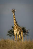 com.newscom.model.mediaobject.impl.MSMediaObject@798788cb[tagId=depphotos268401,docId=34811197HighRes,ftSubject=Masai giraffe stands watching camera beside bush,rfrm=<null>]