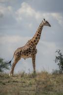 com.newscom.model.mediaobject.impl.MSMediaObject@3667838a[tagId=depphotos268403,docId=34811195HighRes,ftSubject=Masai giraffe stands on horizon in sun,rfrm=<null>]