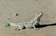 Sand-Leguan, Sandleguan (Pedioplanis lineoocellata, Eremias lineo-ocellata), sitzend | Spotted sand lizard (Pedioplanis lineoocellata, Eremias lineo-ocellata),