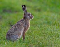 29 March 2024, Brandenburg, Mallnow: A European hare (Lepus europaeus). Photo: Patrick Pleul\/dpa