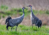 29 March 2024, Brandenburg, Mallnow: Two cranes (Grus grus). Photo: Patrick Pleul\/dpa