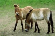 16 April 2024, Czech Republic, Dolni Dobrejov: Przewalski\'s horses stand in an acclimatization station. Prague Zoo is launching a new project to release rare Przewalski\'s horses into the wild in Kazakhstan. At the acclimatization station in Dolni Dobrejov, the animals are getting used to life in challenging weather conditions. On June 3, two Czech Air Force transport planes will bring eight horses to the Central Asian steppe - four from the Czech Republic and four from Germany. Photo: Michael Heitmann\/dpa