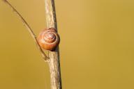06 April 2024, Brandenburg, Kloster Lehnin: 06.04.2024, A Brown Lipped Snail (Cepaea nemoralis), sitting on a dead plant stem in the Rietzer See nature reserve in the municipality of Kloster Lehnin. Photo: Wolfram Steinberg\/dpa Photo: Wolfram Steinberg\/dpa