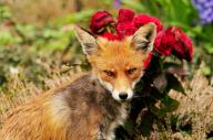 31 March 2024, Berlin: 31.03.2024, Berlin. A female fox (Vulpes vulpes) is sitting at a grave in front of a flower arrangement in a cemetery. The animal\'s fur is covered in bald patches and bloody spots. Photo: Wolfram Steinberg\/dpa Photo: Wolfram Steinberg\/dpa