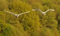 13 April 2024, Brandenburg, Trebbin: 13.04.2024, Two squat swans (Cygnus olor) fly over a nature reserve in Trebbin in Brandenburg, south of Berlin, in front of a forest. Photo: Wolfram Steinberg\/dpa Photo: Wolfram Steinberg\/dpa