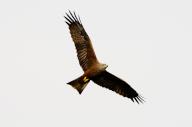 13 April 2024, Brandenburg, Trebbin: 13.04.2024, A Black kite (Milvus migrans) flies in the sky on a gray day over a nature reserve in Trebbin in Brandenburg, south of Berlin. Photo: Wolfram Steinberg\/dpa Photo: Wolfram Steinberg\/dpa