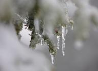 20 April 2024, Saxony-Anhalt, Schierke: Icicles form on the branches of a spruce tree on the Brocken. A cold weather front brought a lot of snow to the higher altitudes of the Harz mountains. On Saturday, visitors to the Brocken could enjoy a wintry landscape. Photo: Matthias Bein\/dpa