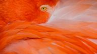 30 April 2024, North Rhine-Westphalia, Cologne: A flamingo sits in the sun at Cologne Zoo. Photo: Rolf Vennenbernd\/dpa