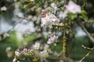 04 May 2024, Bavaria, Untersiemau: An apple tree in blossom. According to the German Weather Service on Saturday, Sunday will continue to be rather cool and cloudy, with wind and rain on and off. Occasionally, however, the sun may come out. Photo: Daniel Vogl\/dpa