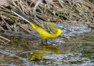 05 May 2024, Brandenburg, Sieversdorf: A yellow wagtail (Motacilla flava) stands in the water of a pond. Photo: Patrick Pleul\/dpa