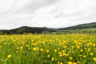 07 May 2024, Baden-Württemberg, Rottweil: Buttercup blooms in a meadow near Rottweil. Photo: Silas Stein\/dpa