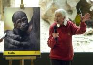 11 May 2024, Czech Republic, Prag: The world-famous primatologist Jane Goodall has christened the younger of the two baby gorillas at Prague Zoo Gaia. The gorilla girl was born a month ago to the now 31-year-old female Kijivu and the male Kisumu. The zoo had already celebrated the birth of little Mobi in January. Photo: Michael Heitmann/dpa
