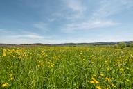 11 May 2024, Baden-Württemberg, Rottweil: The sun shines over a meadow near Rottweil. Photo: Silas Stein/dpa