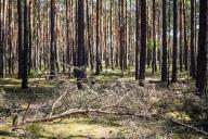 11 May 2024, Brandenburg, Sellesen: Pine trees grow in a forest on the edge of the Spremberg reservoir. Too little rain in recent weeks has led to a significant increase in the drought and therefore the risk of forest fires. Photo: Frank Hammerschmidt/dpa