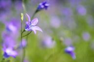 11 May 2024, Brandenburg, Sellesen: Meadow bluebells (Campanula patula) bloom in a meadow in southern Brandenburg. Photo: Frank Hammerschmidt/dpa