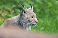 11 May 2024, Hesse, Hanau: A lynx sits in its enclosure in the Alte Fasanerie wildlife park in Hanau. Photo: Lando Hass/dpa