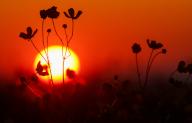 dpatop - 12 May 2024, Baden-Württemberg, Uttenweiler: The sun rises in the morning behind a meadow of flowers in a reddish sky. Photo: Thomas Warnack/dpa