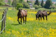 12 May 2024, Baden-Württemberg, Rottweil: Horses stand in the sunshine in a paddock near Rottweil. Photo: Silas Stein/dpa
