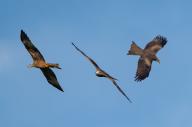 20 April 2024, Brandenburg, Sieversdorf: Three black kites or black kites (Milvus migrans). Photo: Patrick Pleul/dpa