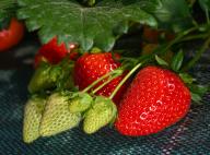 13 May 2024, Brandenburg, Niewitz: Ripe and still green strawberries can be seen on a plant at Spreewaldhof Niewitz GmbH & Co. KG. At midday, Brandenburg