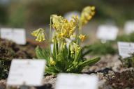 13 May 2024, Saxony-Anhalt, Schierke: A cowslip is in full bloom in the Brockengarten. From today, guided tours of Saxony-Anhalt